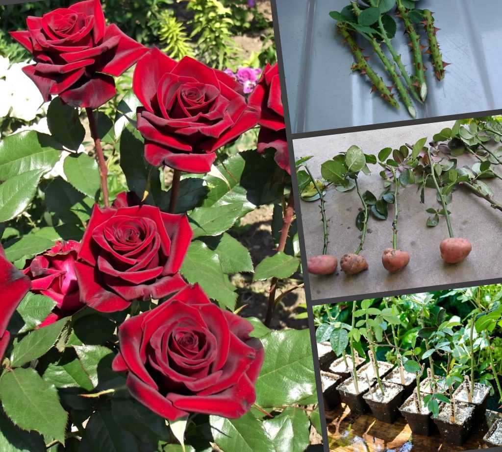 Размножение роз черенками весной и осенью в домашних условиях
