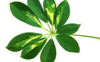 Цветок шефлера: размножение листом, черенками и отводами