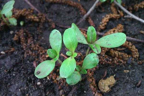 Циния: выращивание из семян, когда сажать в открытый грунт, уход и фото