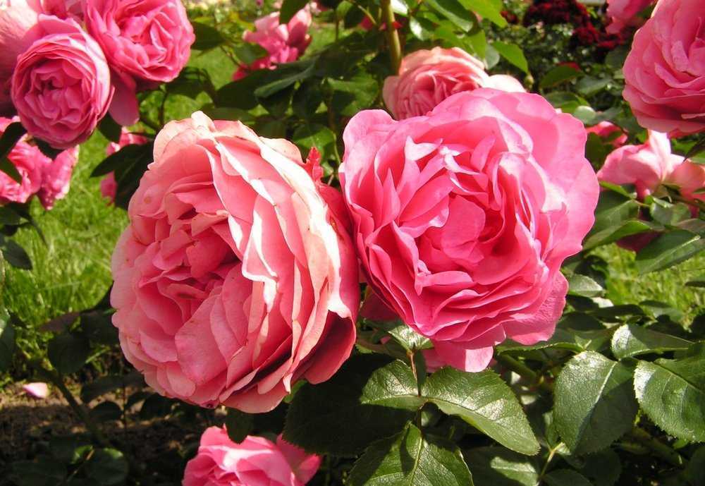 Роза «леонардо да винчи»: описание сорта, фото и отзывы