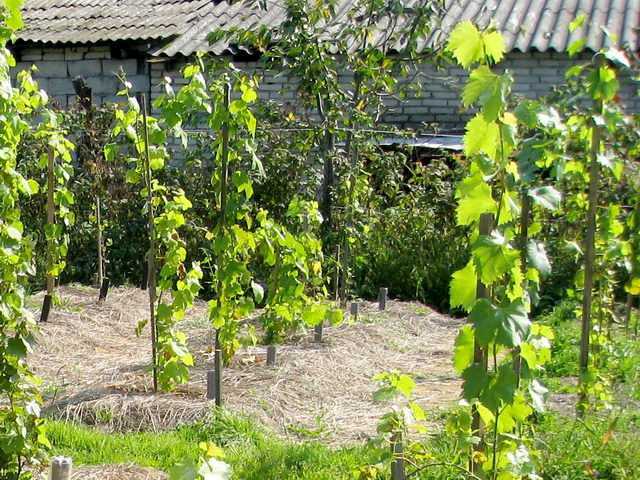 Методы хранения черенков винограда зимой и проращивание весной