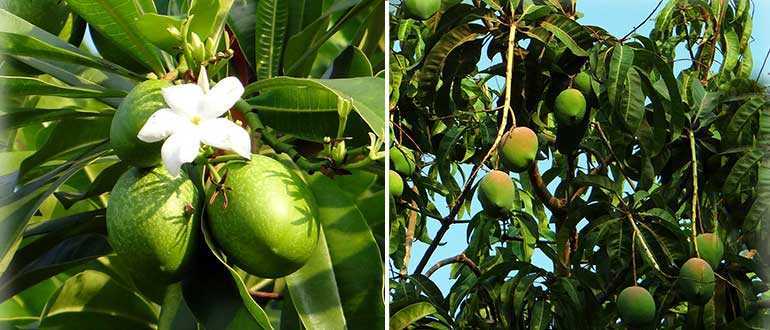 Как вырастить манго из косточки в домашних условиях: видео пошагово