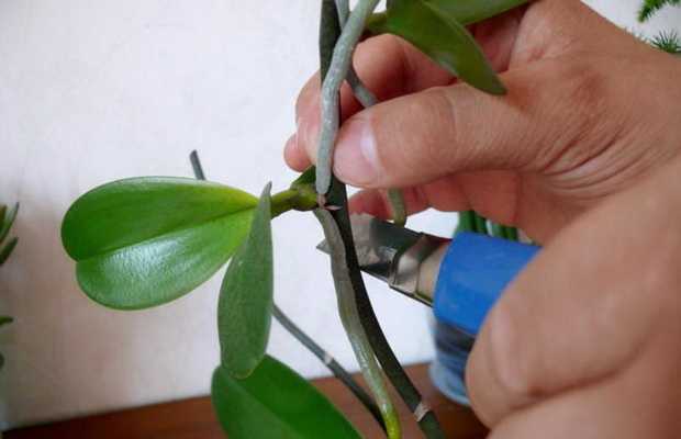 Орхидеи дендробиум: описание видов и уход - проект "цветочки" - для цветоводов начинающих и профессионалов