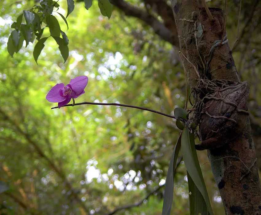 Орхидея аскоценда: описание, отзывы, посадка и уход в домашних условиях, пересадка