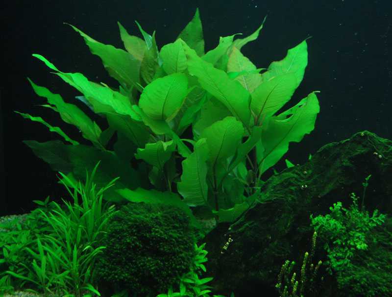 Аквариумное растение стрелолист: виды с фото, содержание и необходимый уход