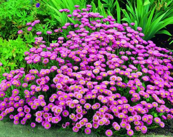 Цветы эригерона напоминают маленькие солнышки и используются для украшения садовых участков Уход за ними включает в себя своевременный полив, подкормку,