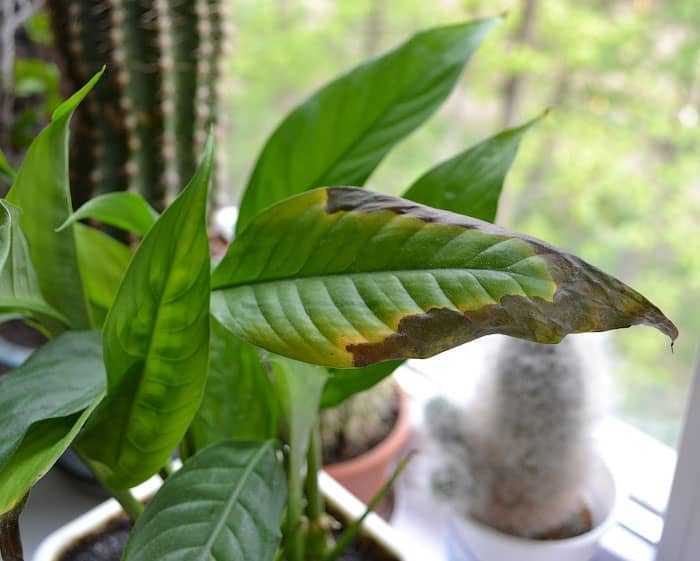 Почему сохнут кончики листьев у комнатных растений: причины и лечение