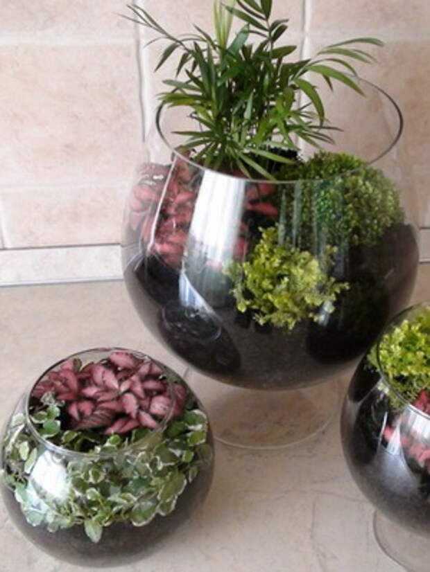 Тилландсия - уход и содержание в домашних условиях за растением