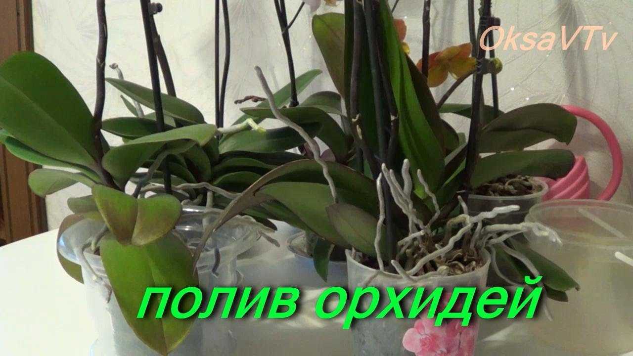 Как поливать орхидею? как правильно полить ее во время цветения в домашних условиях? как часто нужно это делать? как надо поливать после пересадки?