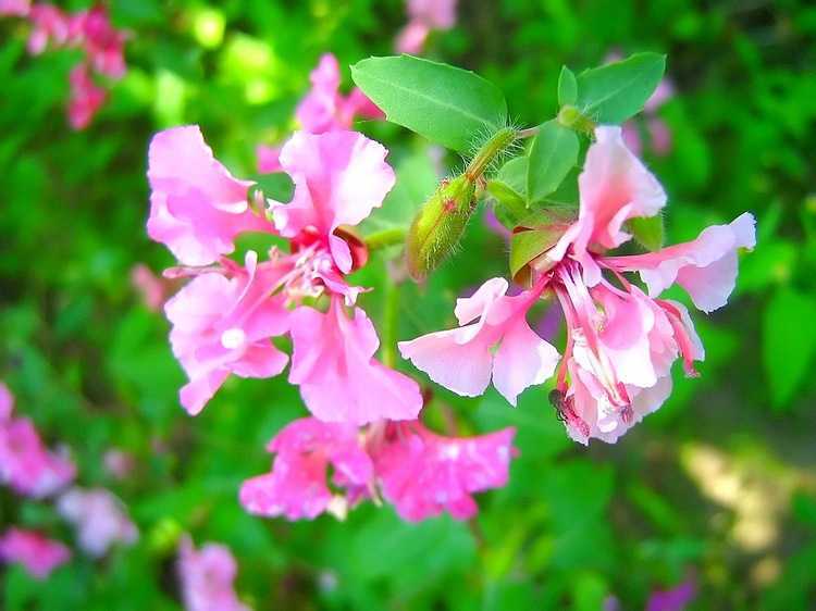 Цветы «кларкия»: выращивание из семян, посадка и уход + фото