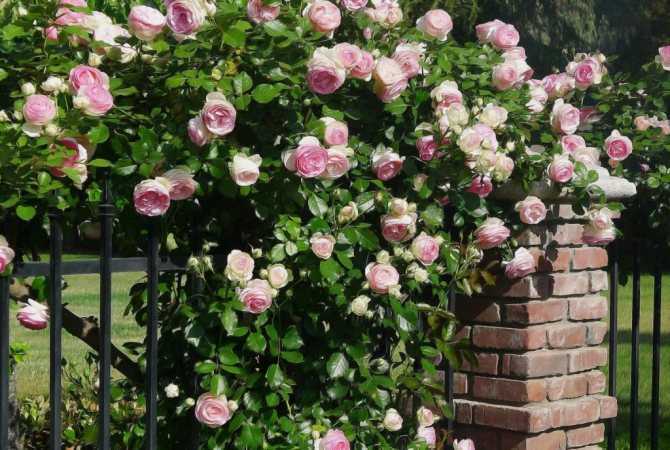 Обрезка роз весной для начинающих и опытных садоводов