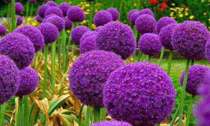Лук афлатунский (aflatunense) - можно ли есть декоративный аллиум, цветет фиолетовыми шарами - как называется, съедобный или нет