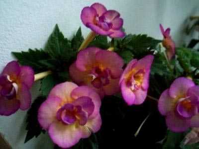 Цветок ахименес — тонкости выращивания и ухода