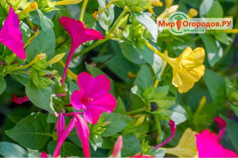 Цветок мирабилис: фото и советы по уходу