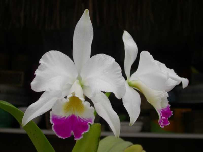 Орхидея каттлея, уход в домашних условиях, фото