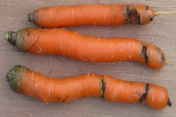 Уход за морковью в открытом грунте: что делать, чтобы был хороший урожай, как правильно проводить подкормку овоща и его полив? русский фермер
