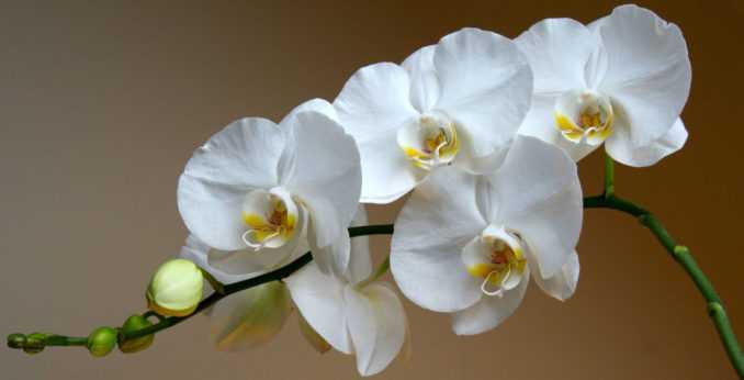 Орхидея камбрия: пересадка, выращивание и уход