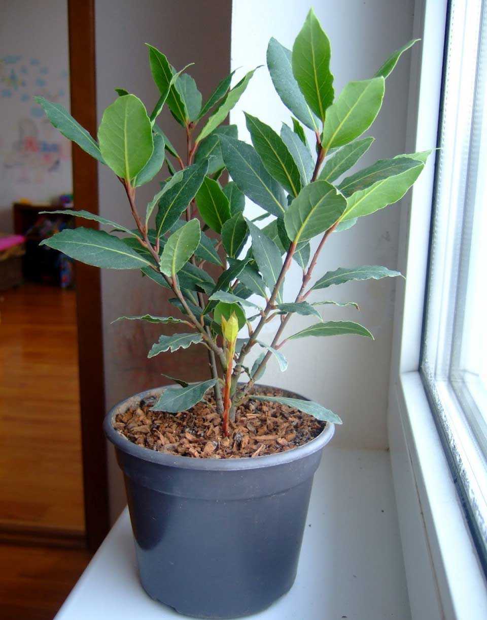 Лавровое дерево: выращивание и уход в домашних условиях