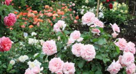 Выращивание садовых роз в открытом грунте: правила ухода, видео обрезки и формирования, фото размножения цветов