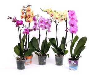 Как ухаживать за орхидеей – правильно в домашних условиях