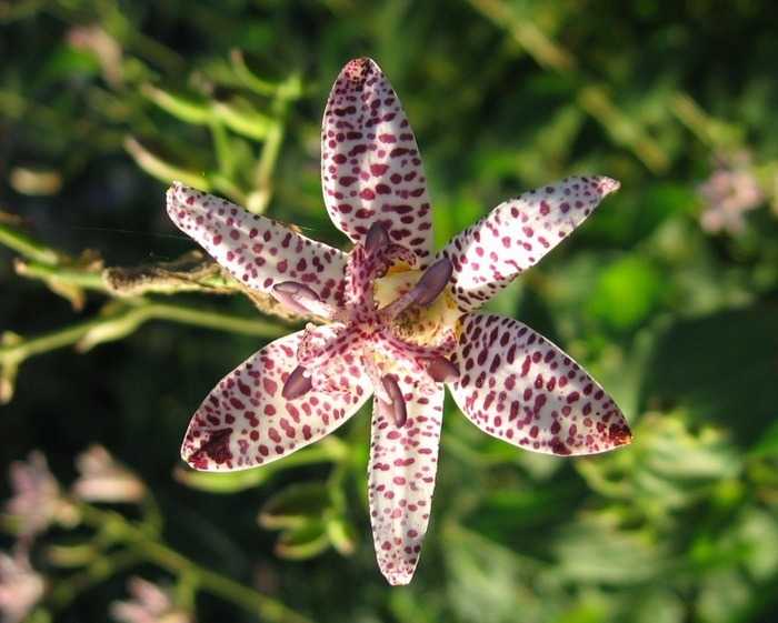 Трициртис - садовая орхидея: описание, фото, сорта, посадка и уход