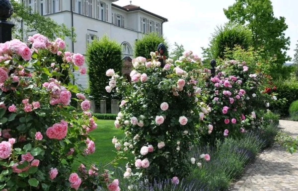 Кустовые розы: посадка и уход в открытом грунте, выращивание в саду