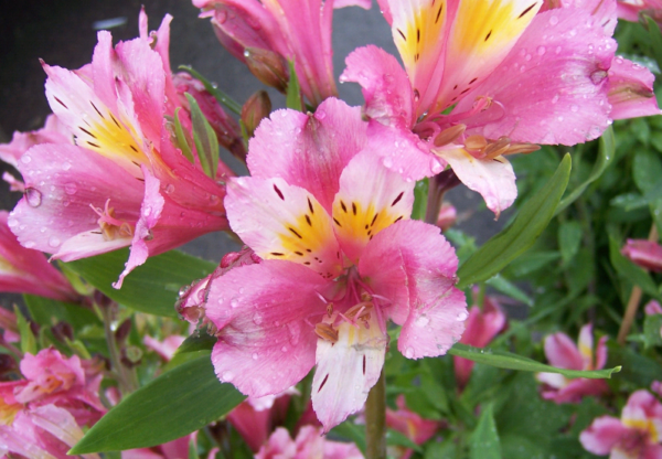 Альстромерия (70 фото): виды цветка, правильный уход и пересадка