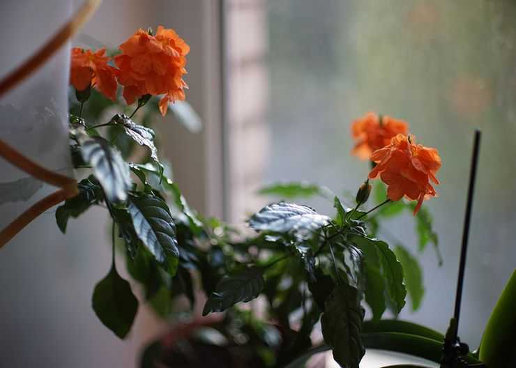 Выращиваем цветок-фейерверк: уход за кроссандрой в домашних условиях