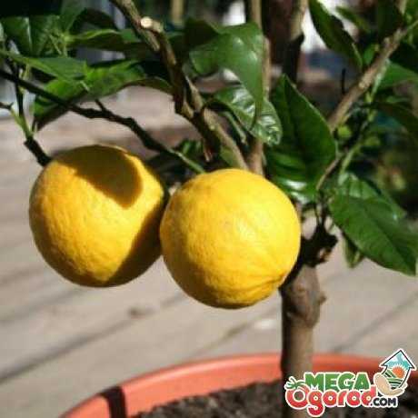 Как вырастить лимон из косточки в домашних условиях в горшке: фото, видео