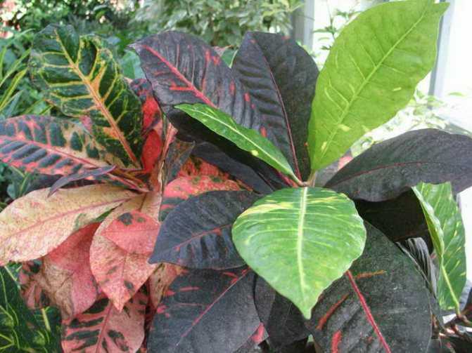 Почему у кротона (кодиеума) сохнут и опадают листья? симптомы заболеваний, вредители
