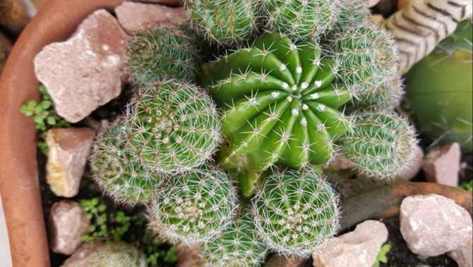 Эхинопсис: фото, виды и уход за кактусом в домашних условиях