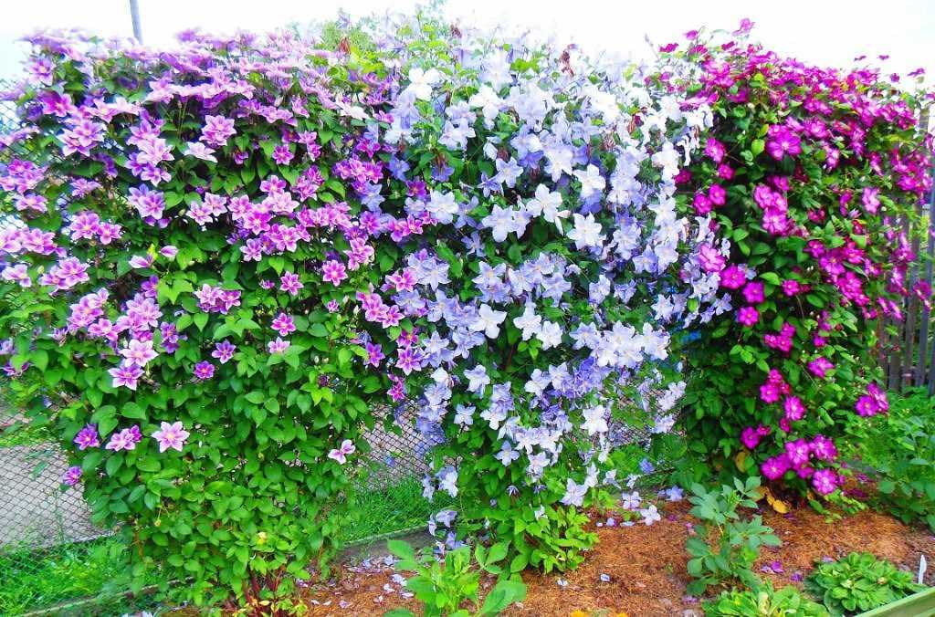 Цветы флоксы в оформлении сада - проект "цветочки" - для цветоводов начинающих и профессионалов