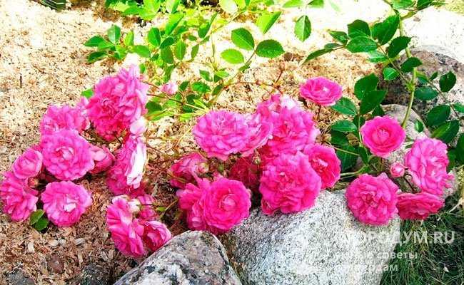 Сорта почвопокровных роз (33 фото): описание сортов «свани» и «супер дороти», «ред вильвет» и «четыре сезона», «бесси» и «сиа фом», «аспирин розе» и «сноу балет»