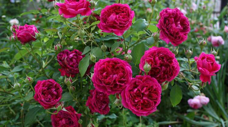 Какие бывают сорта роз фиолетового, сиреневого и лилового цветов: разновидности