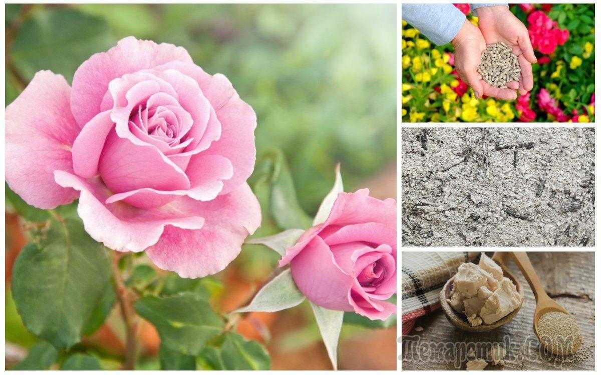 Подкормка во время цветения: расклад по элементам, рекомендации по культурам