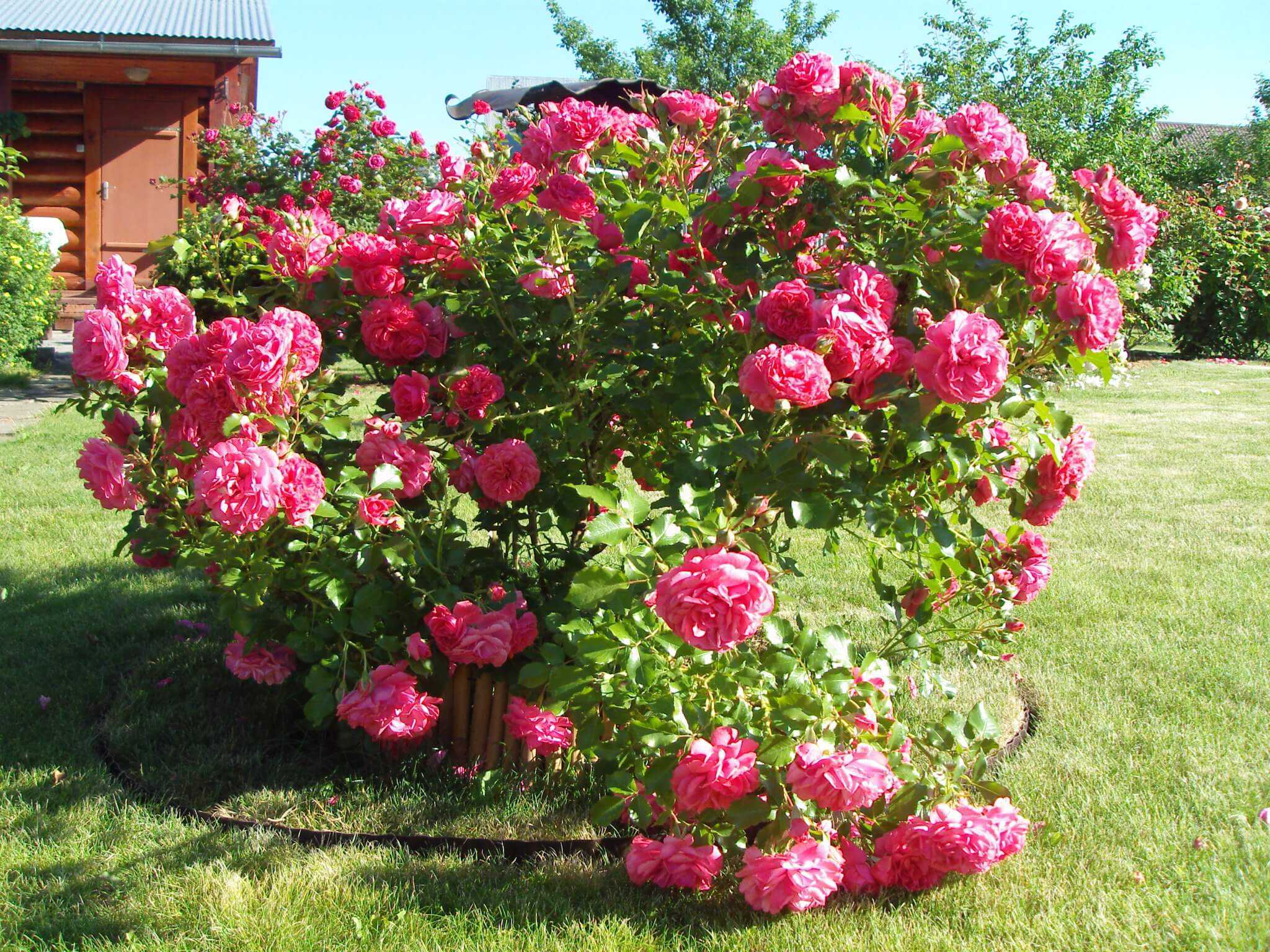 Роза Розариум Ютерсон – один из самых популярных сортов клаймберного типа цветения Успех её выращивания на садовом участке зависит от соблюдения правил