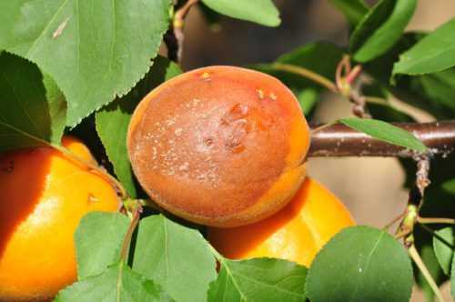 Лечение и борьба с монилиозом абрикоса