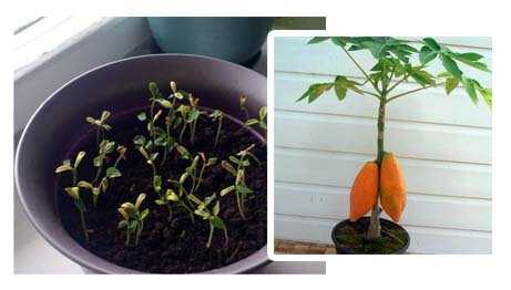 Папайя. выращивание в домашних условиях, уход. | floplants. о комнатных растениях