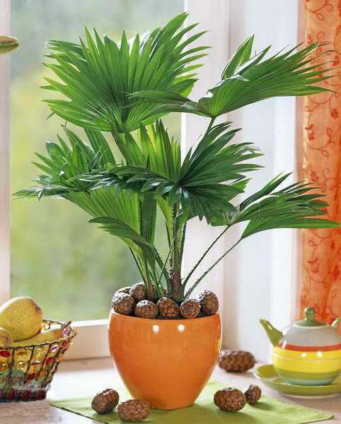 Уход за пальмой в домашних условиях: почему сохнут листья