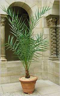 Финиковая пальма - уход в домашних условиях, фото растения