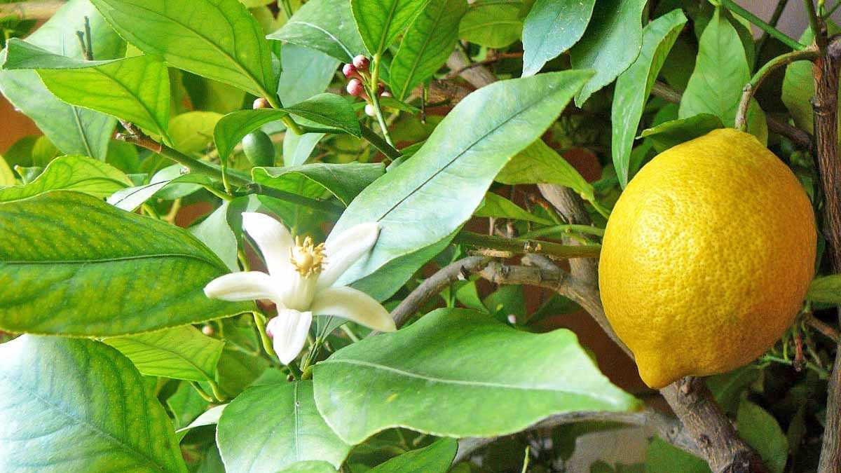 Как правильно вырастить лимон из косточки в домашних условиях