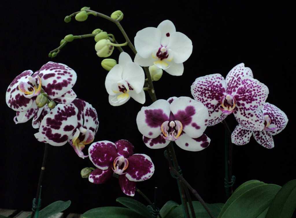 Болезни орхидей с описанием и как с ними бороться: фото и видео, что нужно делать для лечения комнатных цветов в домашних условиях