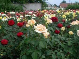 Обрезка кустовых и вьющихся роз: фото, видео летней, осенней и весенней обрезки роз