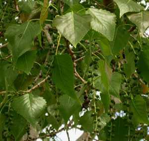 Дерево платан: описание, свойства, особенности выращивания и размножения
