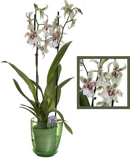Данная орхидея довольно светолюбива и нуждается в хорошей освещенности Однако ее следует оберегать от воздействия прямых лучей солнца Частота полива напрямую связана с температурой окружающей среды одонтоглоссума