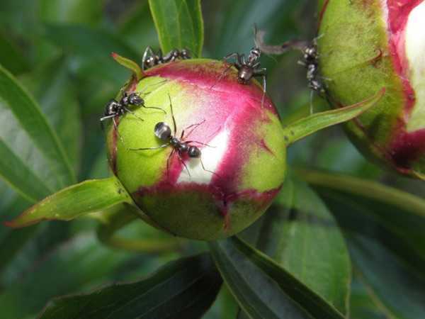 Муравьи на пионах: как избавиться от муравьев на пионах навсегда!