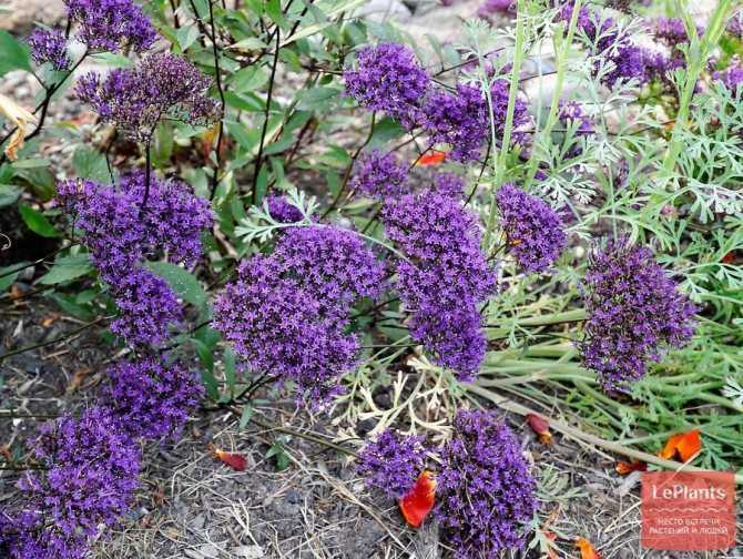 Цветы эхиум: выращивание, посадка и уход в домашних условиях