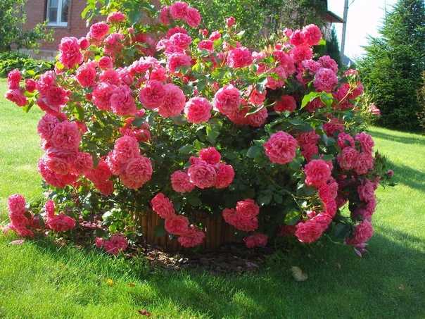Плетистая роза розариум ютерсен: описание сорта, посадка и уход, фото, отзывы