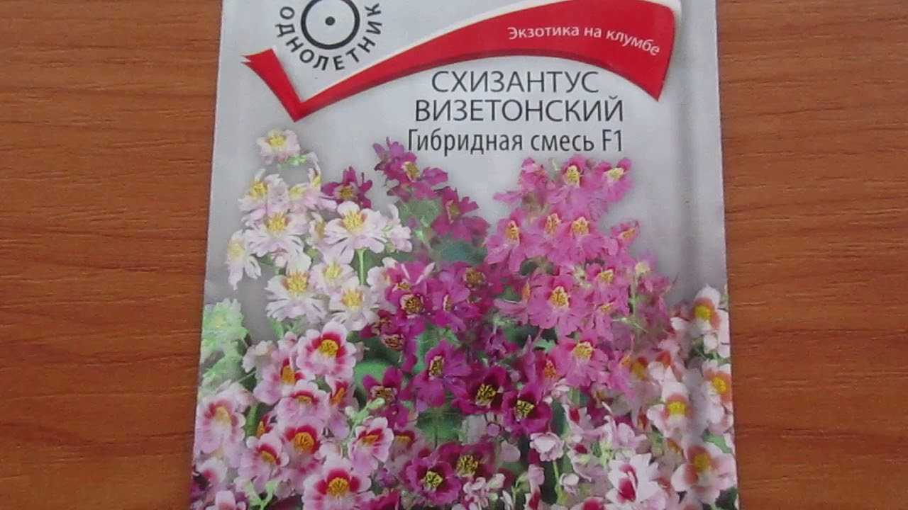 ᐉ выращивание схизантуса: посадка, виды и сорта - roza-zanoza.ru