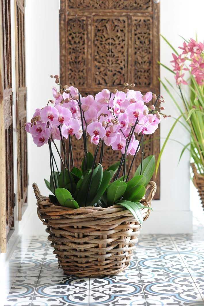 Орхидея фаленопсис в домашних условиях: уход после покупки, выращивание, правила размножения | (110+ фото и видео)